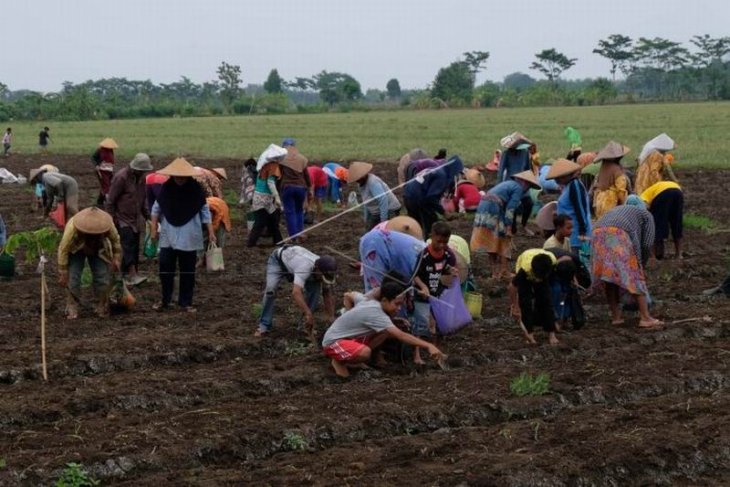 Panen bawang merah