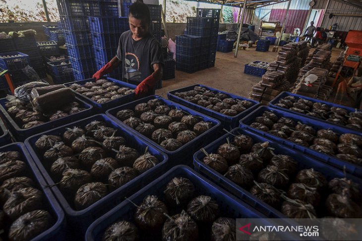 Produksi Baglog jamur tiram 