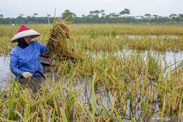 Ada ribuan hektare sawah di Karawang terendam banjir