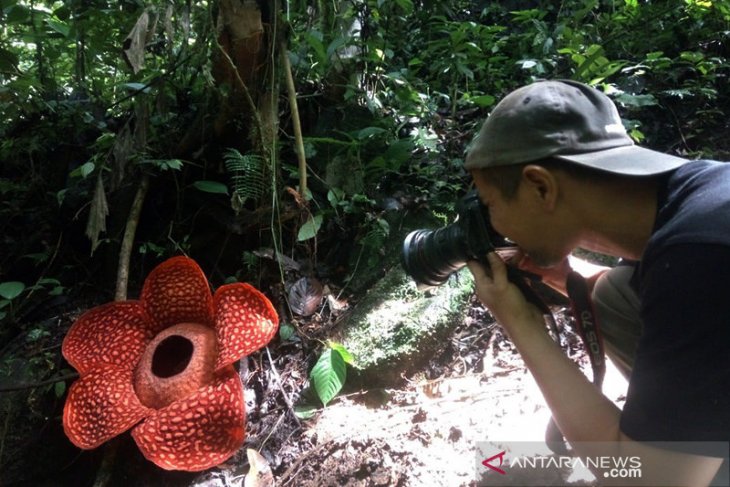 Bunga Rafflesia tuan-mudae mekar sempurna di Agam