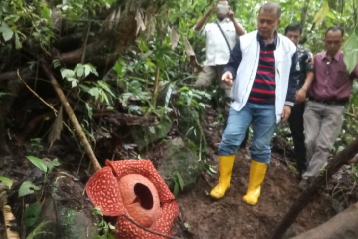 Agam jadi 'surga' Bunga Rafflesia di Indonesia