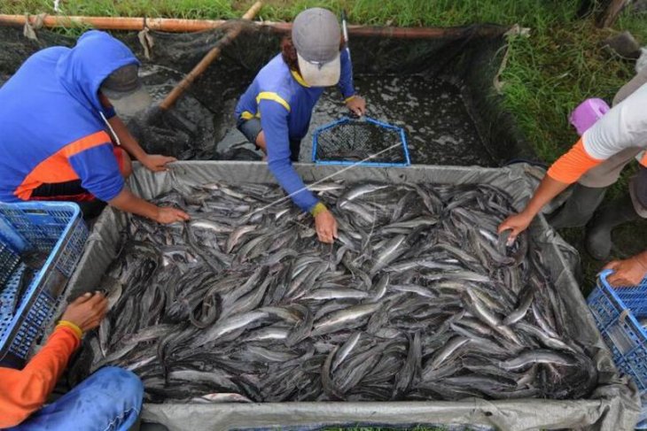 Target produksi perikanan budidaya