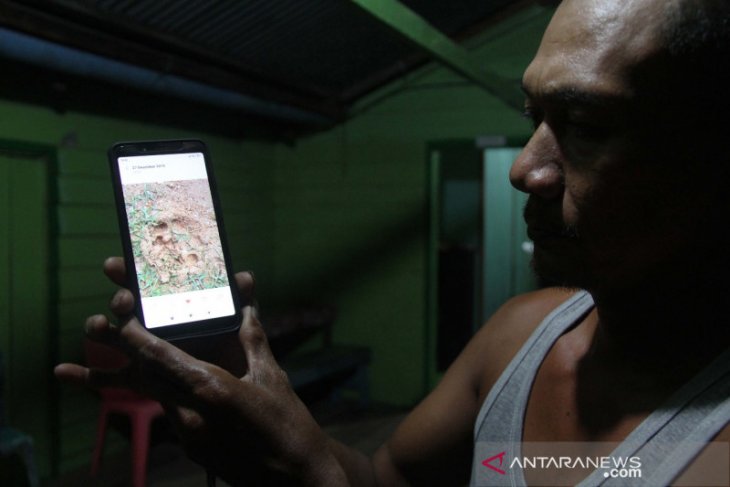 Isu kemunculan harimau di Pelalawan hoaks karena foto editan