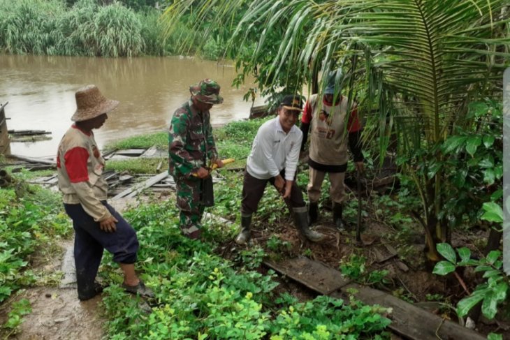 People plant bamboo seedling along Tabalong River to prevent landslide