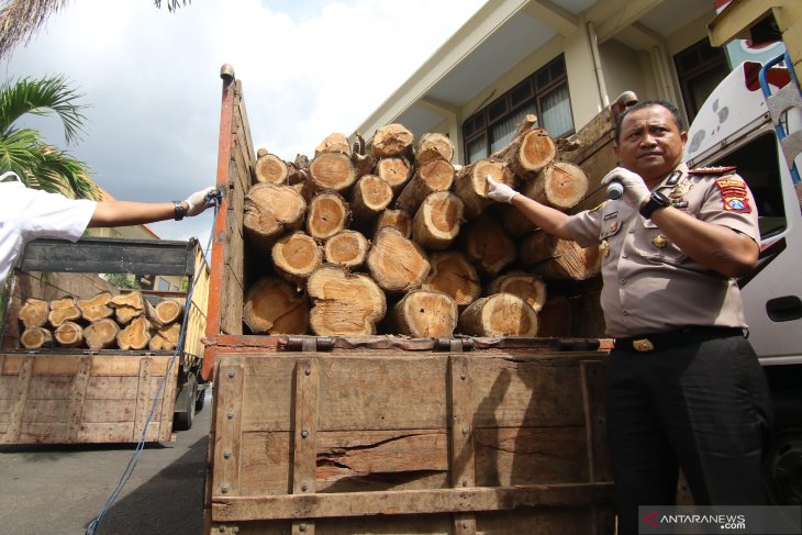 Ungkap pencurian kayu jati perhutani 