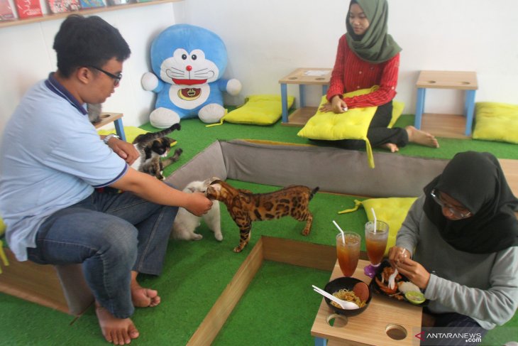 Bisnis kafe kucing di Malang