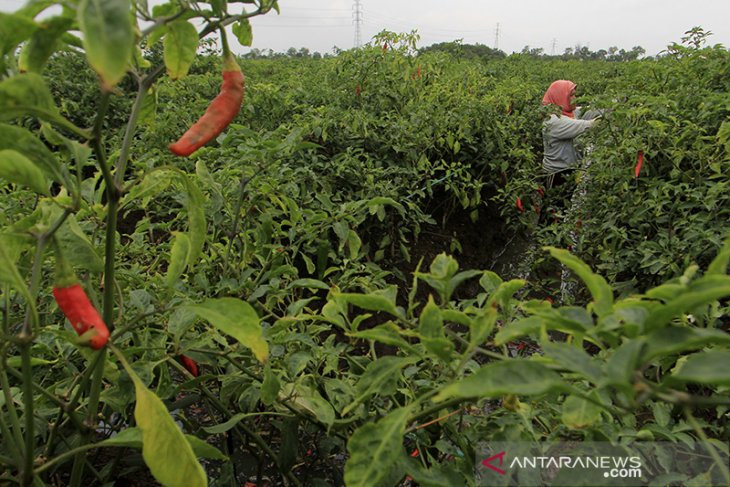 Harga cabai naik 