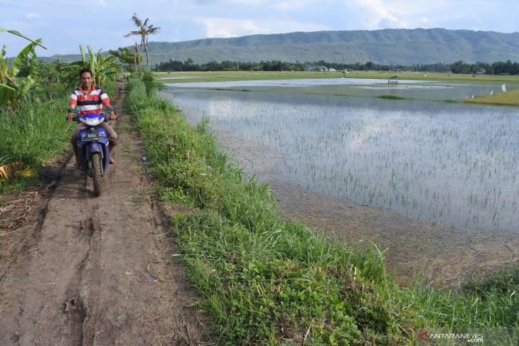 Lahan pertanian terendam banjir