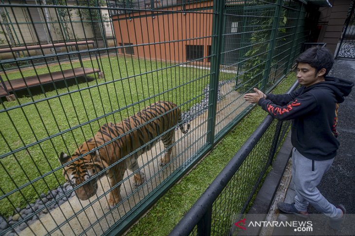 Penangkaran taman satwa eksotik 