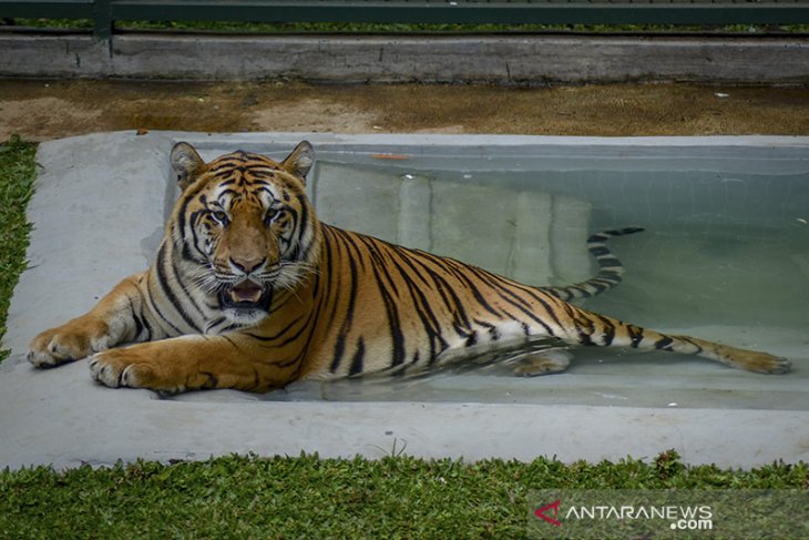 Penangkaran taman satwa eksotik 