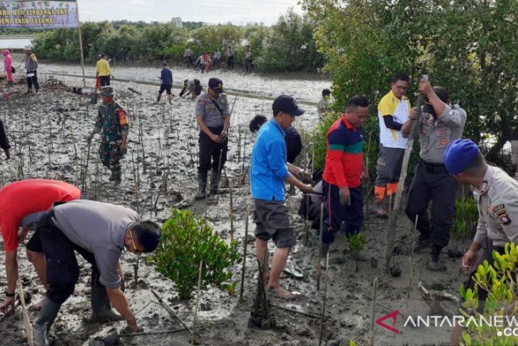 BKSDA tanam bibit mangrove di Cagar Alam Tanjung Panjang Pohuwato