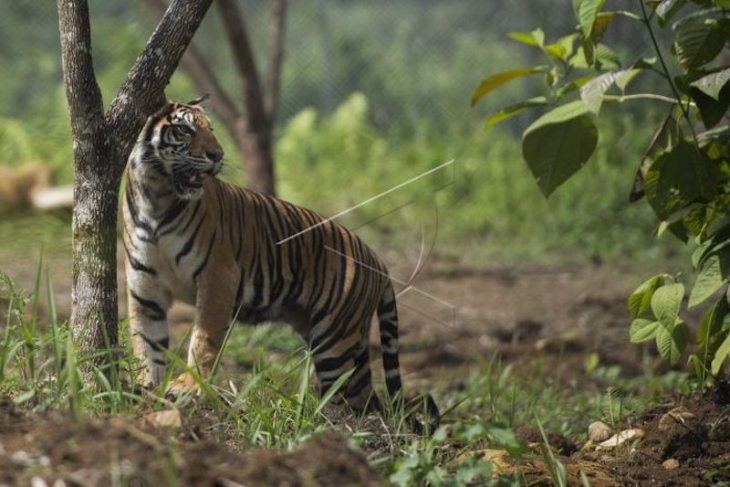 Trapped tiger in South Sumatra to be moved to Lampung