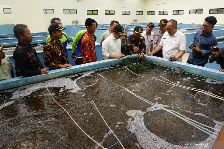 Panen raya udang vanname