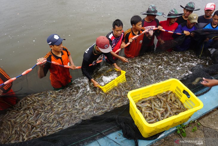 Panen raya udang vanname