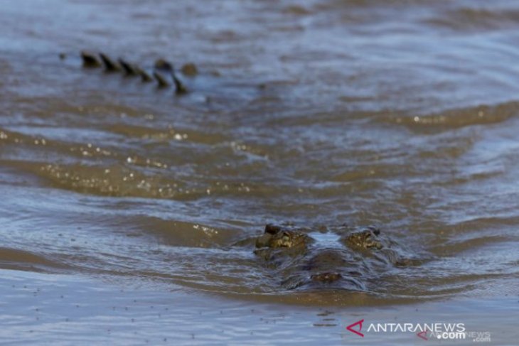Pangkalbalam Port notifies ship crews of crocodile attacks