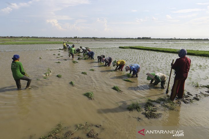 Kesulitan mencari buruh tani muda 