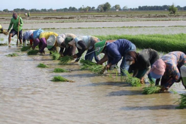 Kesulitan mencari petani muda