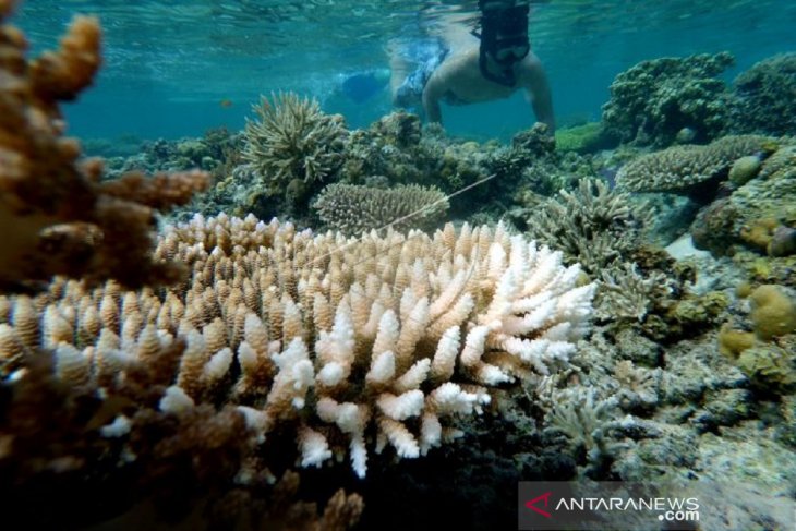 Biota laut di Pulo Cinta Boalemo yang indah