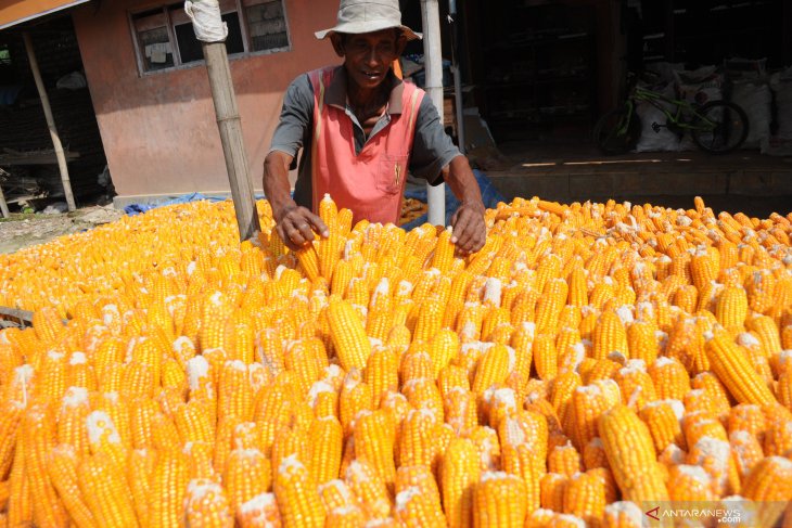 Harga jagung turun 