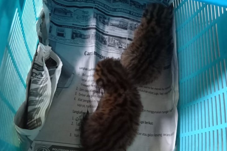 S Kalimantan's Tabalong forest team secure rare leopard cat