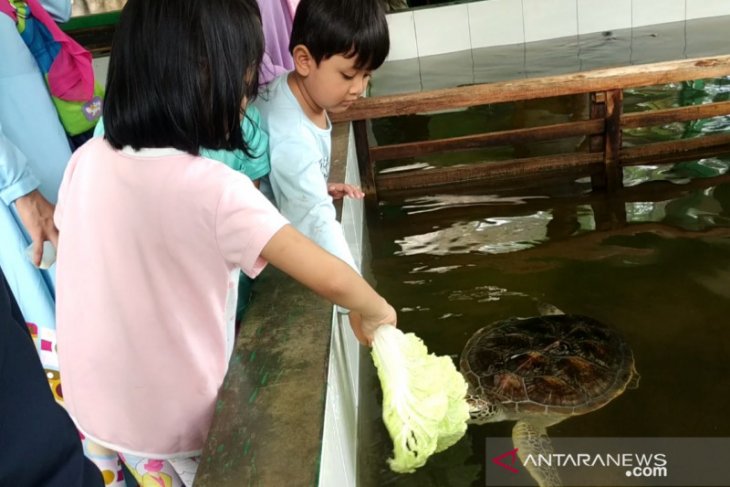 Penangkaran penyu hijau di Sukabumi jadi obyek wisata edukasi