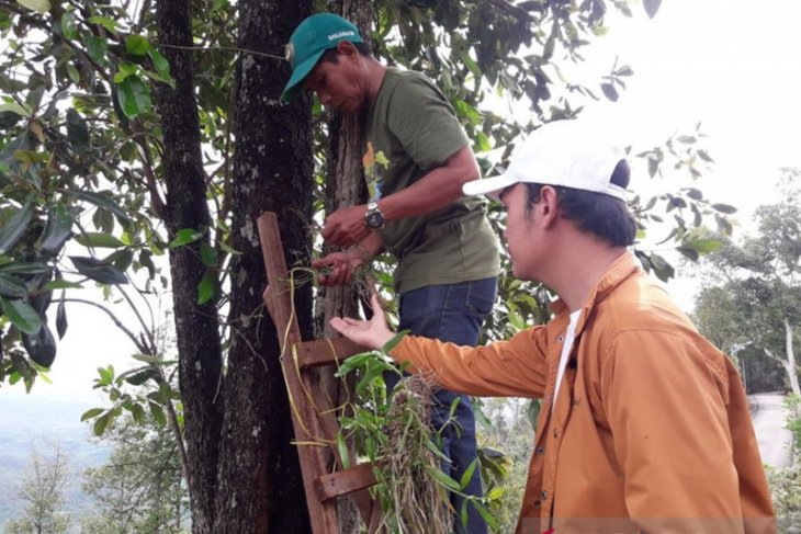 FKH returns Kalimantan orchid to forest