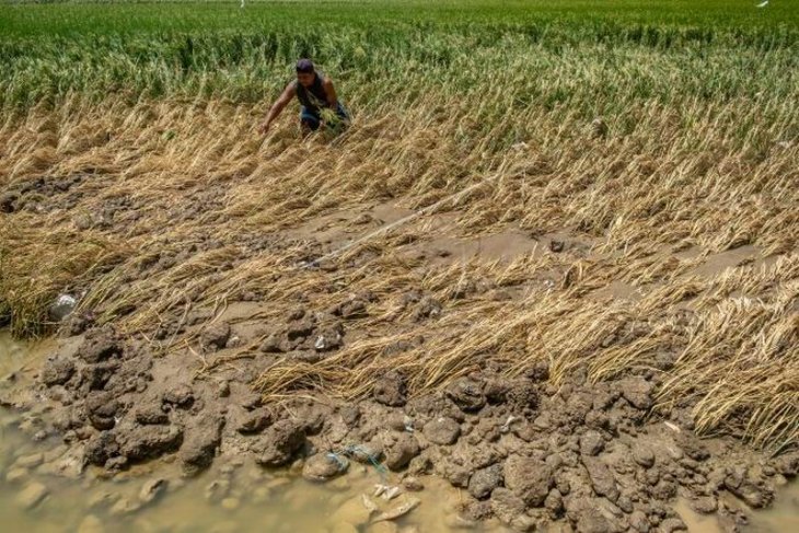 Sawah rusak akibat banjir