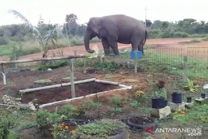 Gajah liar masuk pekarangan SD di Kabupaten Bener Meriah Aceh