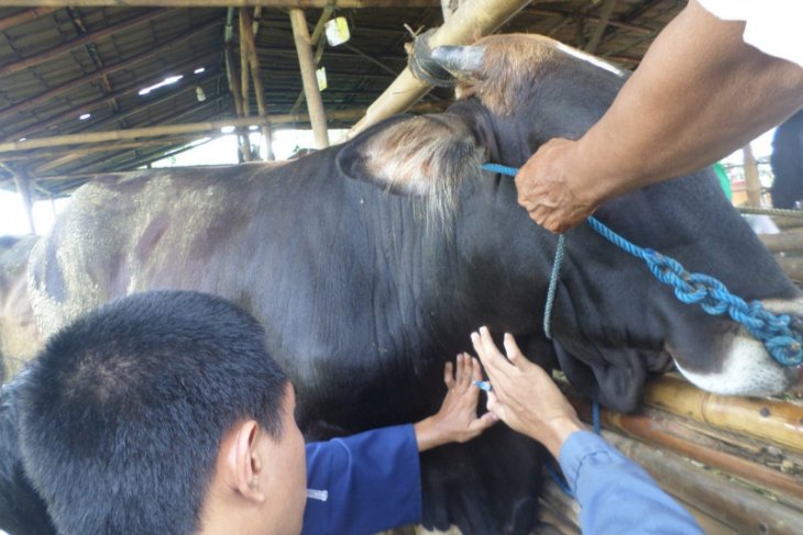 Prov Banten bebas penyakit hewan brucellosis