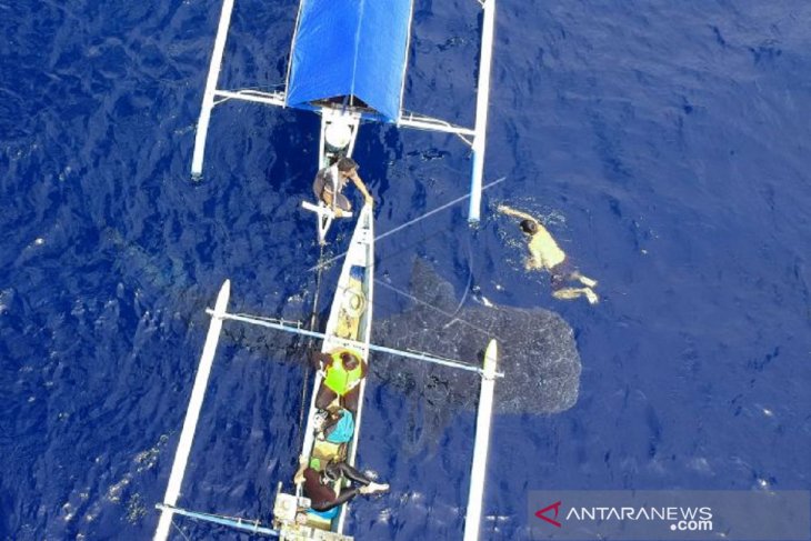 Hiu paus kembali ke pantai Botubarani-Gorontalo