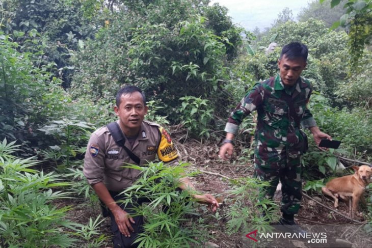 Puluhan pohon ganja tumbuh di Gunung Guntur, polisi mengamankannya