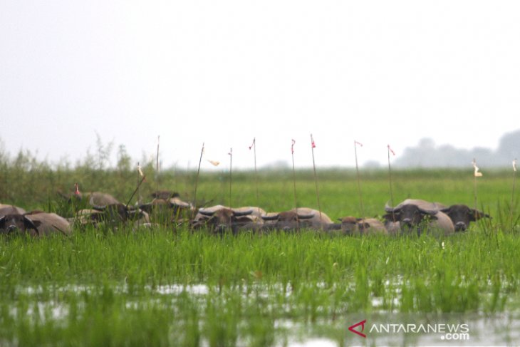 Keberadaan Kerbau Rawa Di Danau Panggang