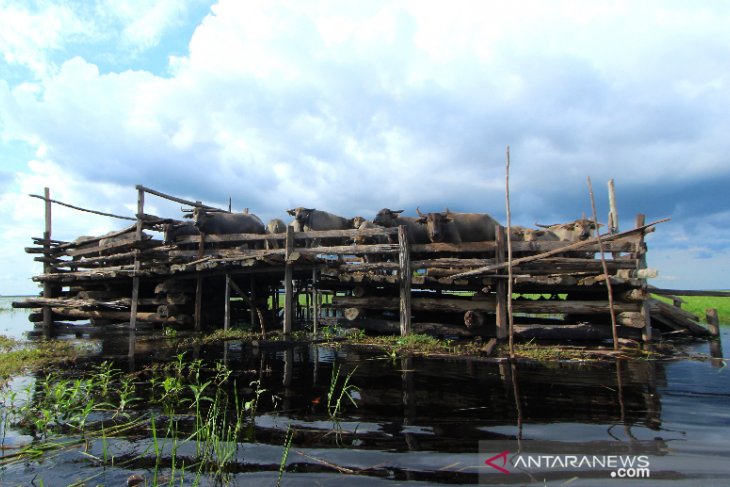 Keberadaan Kerbau Rawa Di Danau Panggang