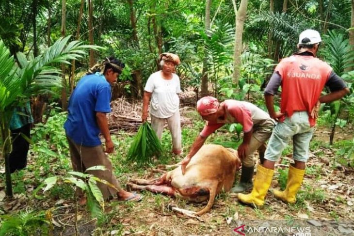 Sapi warga ditemukan mati penuh luka, diduga dimangsa harimau