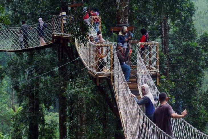 Wisata alam jembatan hutan