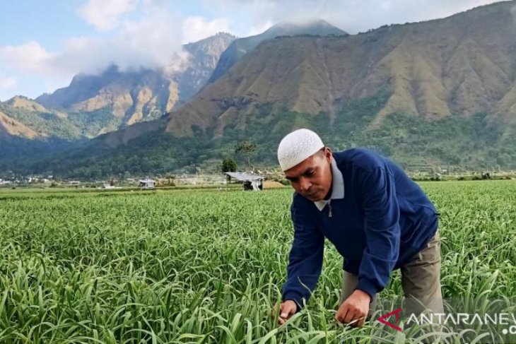 BNI kucurkan KUR Rp47,5 miliar bagi petani bawang putih di NTB