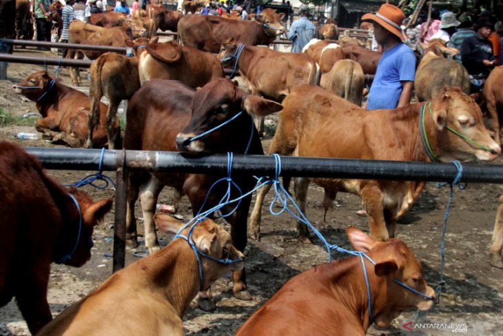 Produksi daging sapi nasional