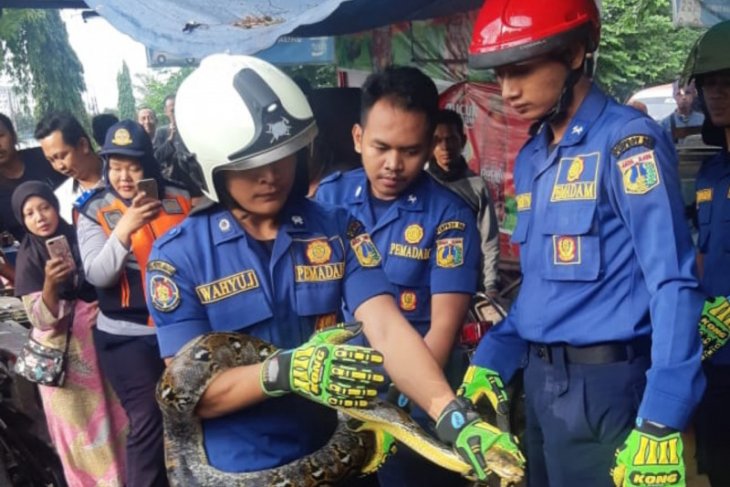 Seekor ular sanca batik dievakuasi petugas pemadam kebakaran dari dalam rumah warga