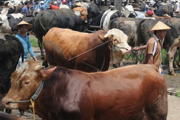 Harga sapi turun