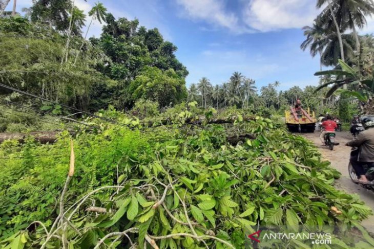 Pohon tumbang rusak jaringan listrik di Gunungsitoli