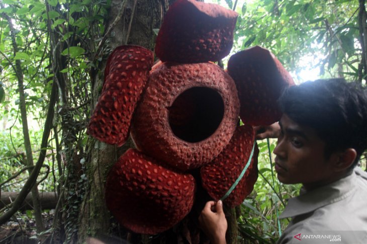 Turis luar negeri terpikat kunjungi Bunga Rafflesia yang mekar di pohon