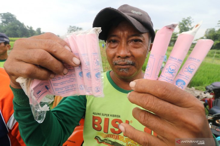 Basmi tikus dengan racun asap