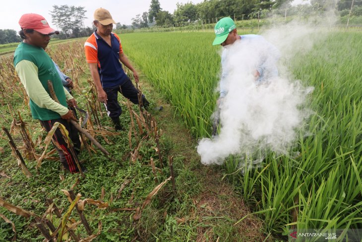 Basmi tikus dengan racun asap