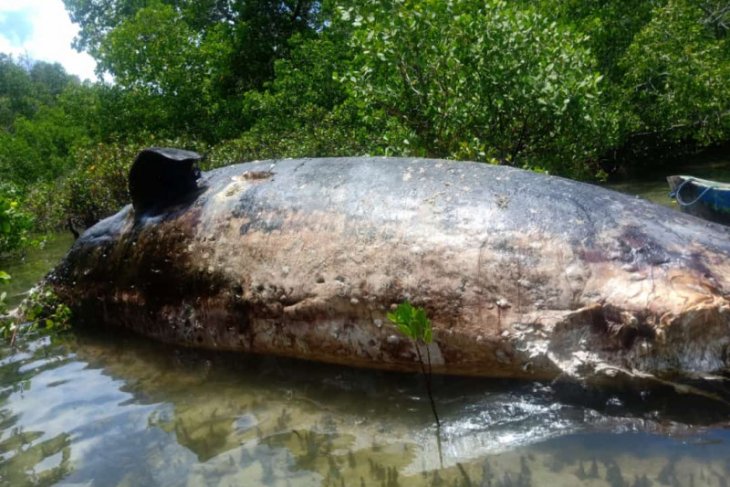 20-meter-long whale washes ashore on Rote Ndao Coast, NTT