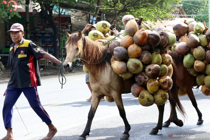 Kuda pengangkut kelapa