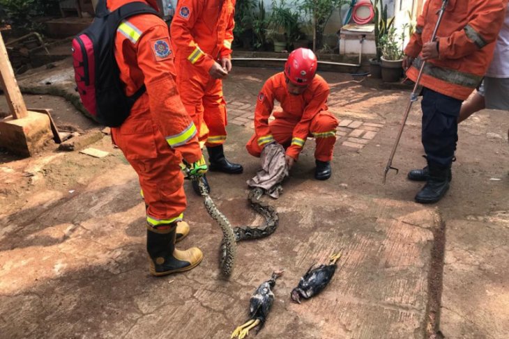 Dari dalam kandang ayam, petugas Damkar Jaktim evakuasi ular sanca
