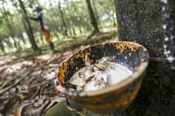 Dipengaruhi kondisi China, harga karet Sumsel merosot 5 persen