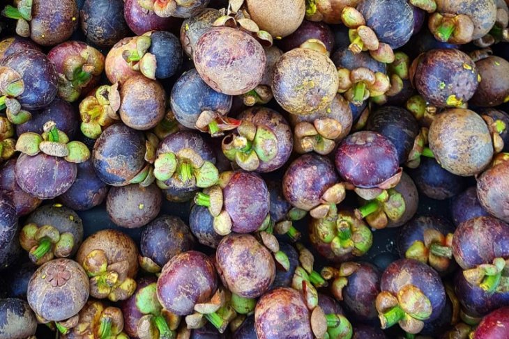 Pemkab Purwakarta dorong petani untuk tingkatkan produksi manggis