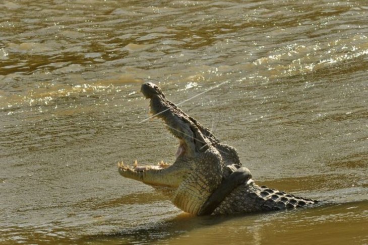 Sayembara buaya ban ditutup