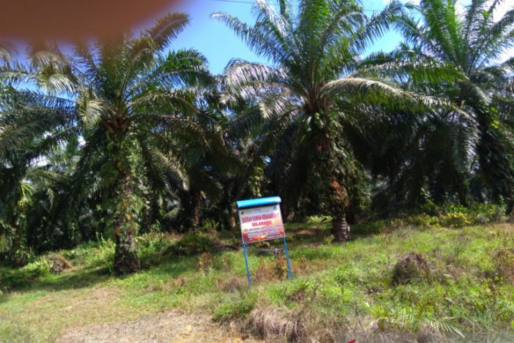 Pemkab Aceh Utara targetkan 2.500 hektare peremajaan sawit